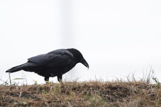 Les agriculteurs vaudois se sentent démunis face aux ravages des corvidés dans leurs cultures (photo d'illustration). KEYSTONE/ADRIEN PERRITAZ